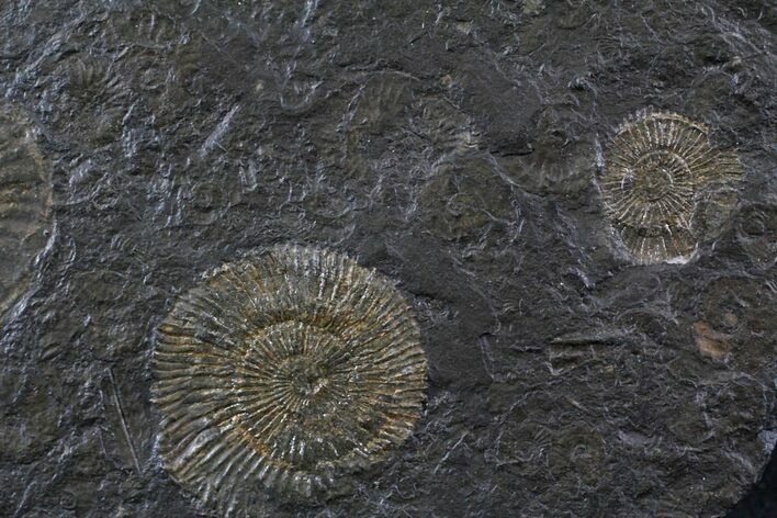 Dactylioceras Ammonite Cluster - Posidonia Shale #23172